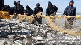 آغاز عملیات گسترده احیای ماهیان خاویاری در رودخانه‌های مازندران