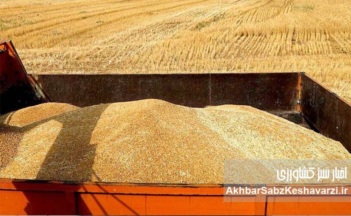 مطالبات گندمکاران با دلار پرداخت می‌شود!