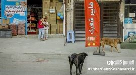 مرگ کودک در سنندج؛ بحران سگ‌های بلاصاحب به نقطه هشدار رسید

