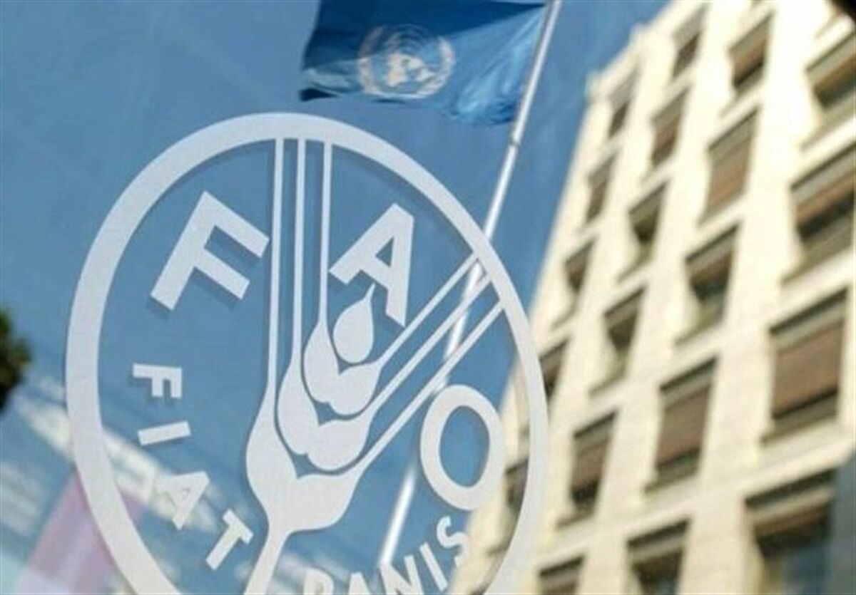 هشدار فائو درباره بازار جهانی غذا؛ قیمت‌ها صعودی شد و پیش‌بینی تولید غلات کاهش یافت