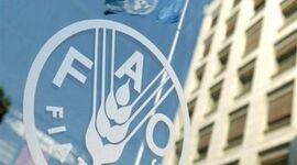 هشدار فائو درباره بازار جهانی غذا؛ قیمت‌ها صعودی شد و پیش‌بینی تولید غلات کاهش یافت