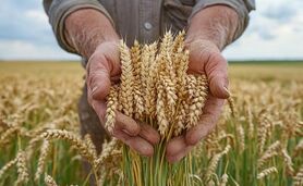 سهم ۳.۵ میلیون هکتاری گندم از طرح جهش دیمزارها

