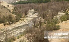 خاموشی سبز جاجرود؛ چرا بیدستان‌های شرق تهران خشک شدند؟