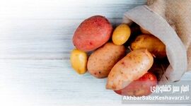  راز ماندگاری سیب‌زمینی؛ چگونه تا ۶ ماه بدون پوسیدگی نگه داریم؟
