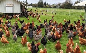مزرعه‌ایی برای تولید و پرورش انواع ماکیان و محیطی توریستی آموزشی+ ویدئو

