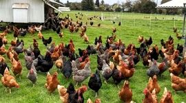 مزرعه‌ایی برای تولید و پرورش انواع ماکیان و محیطی توریستی آموزشی+ ویدئو

