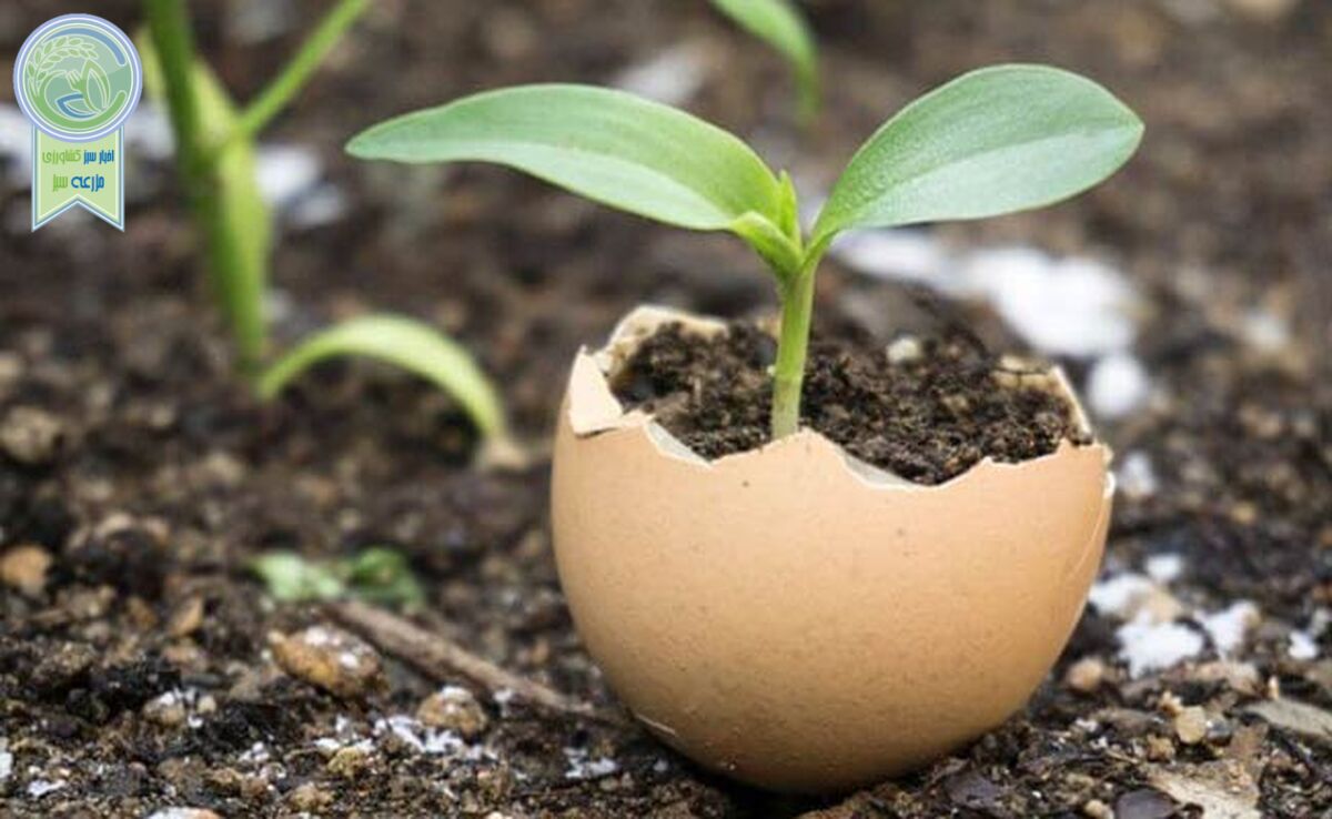 خواص معجزه آسای پوسته تخم مرغ برای گیاهان

