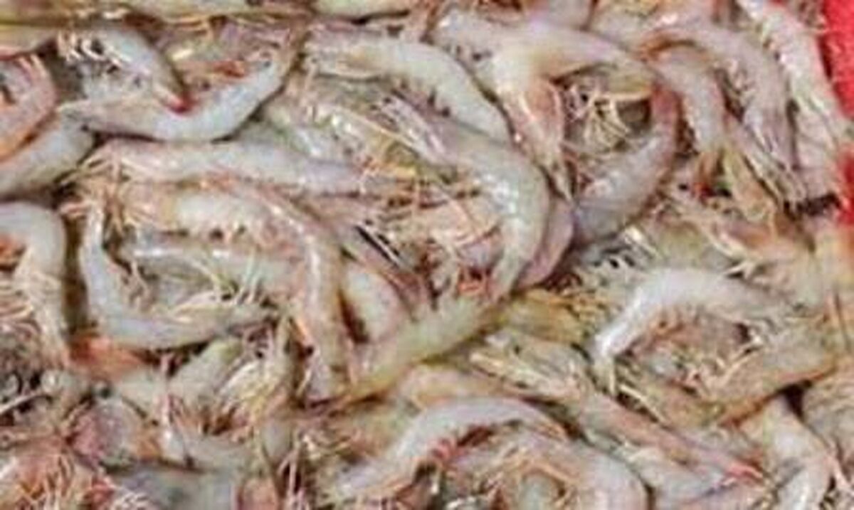 برداشت 4 هزار و 100 تن میگو در گمیشان و آمادگی گلستان برای صادرات جهانی