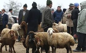 قیمت دام سبک و سنگین کاهشی شد

