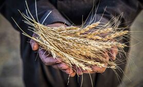 خرید 9 میلیون و ۷۰۰ هزار تن گندم از کشاورزان

