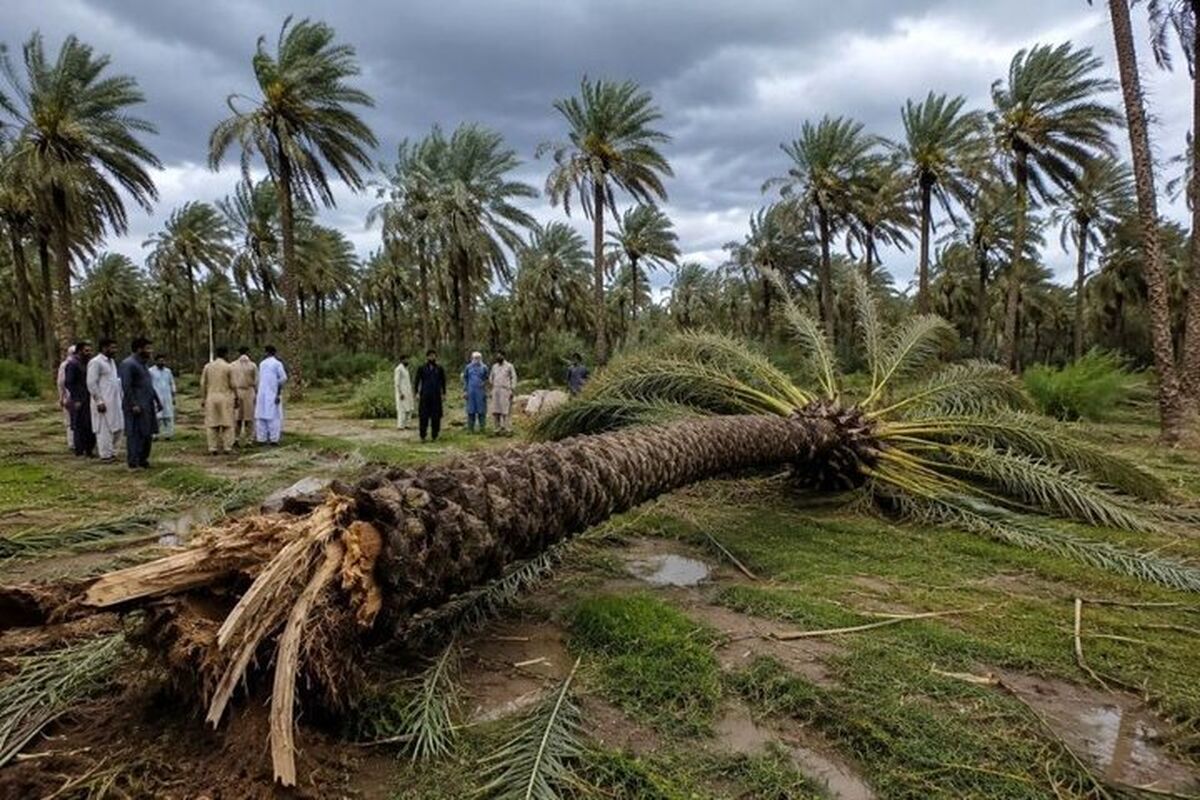 چرایی ناکارآمدی بیمه کشاورزی برای نخلداران ایران