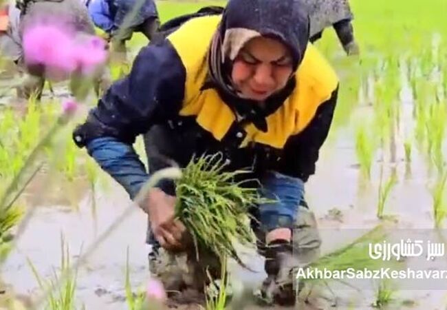 زنانی که امنیت غذایی جهان را می‌سازند+پادکست

