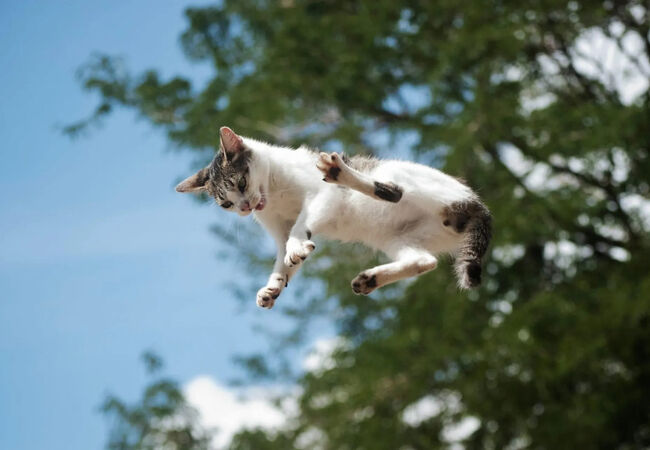 چرا گربه‌ها همیشه روی پا فرود می‌آیند؟