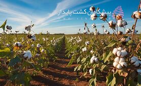 پیشگامان کشت پایدار و رتبه برگزیده ملی

