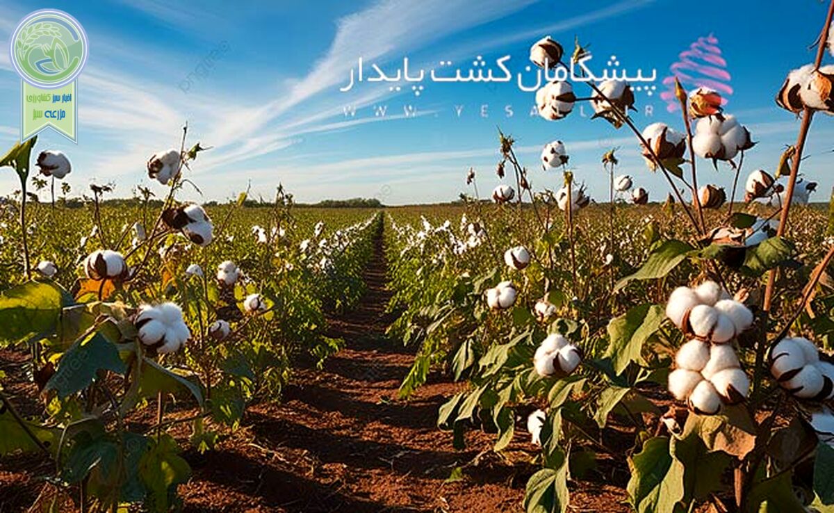 پیشگامان کشت پایدار و رتبه برگزیده ملی


