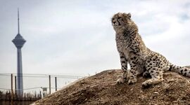 یوز، نماد آخرین فریاد برای بقا

