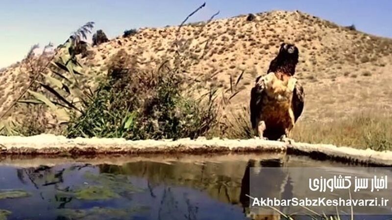 فرود تماشایی همای افسانه‌ای در ایران؛ شکار قاب قرن روبه‌روی دوربین+ویدئو