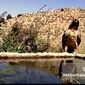 فرود تماشایی همای افسانه‌ای در ایران؛ شکار قاب قرن روبه‌روی دوربین+ویدئو