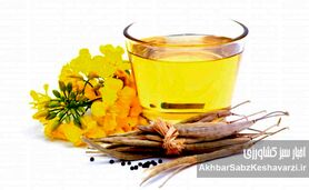 روغن‌های گیاهی؛ ناجی سلامت یا متهم خاموش سفره‌ها؟