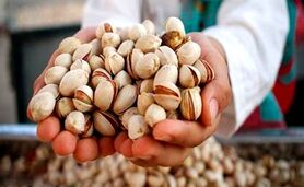 نابودی ۴۰ هزار تن پسته به دنبال قطعی برق!

