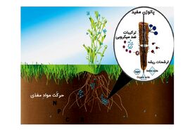 آشنایی با گل‌های خانگی که منجر به مرگ می شوند

