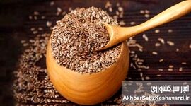 تخم کتان؛ راز سلامتی در یک دانه کوچک