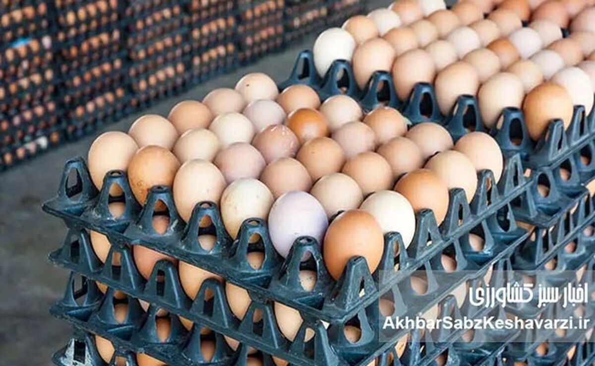 قیمت واقعی یک شانه تخم‌مرغ چقدر است؟ پاسخ صریح مرغداران