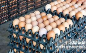 قیمت واقعی یک شانه تخم‌مرغ چقدر است؟ پاسخ صریح مرغداران