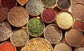 تامین ۹۵ درصد بذر کشور توسط تولیدکنندگان بخش خصوصی

