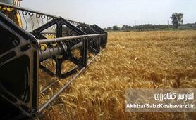 نقشه جدید غلات جهان؛ ایران و روسیه در آستانه شاهراه گندم