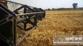 ذخایر استراتژیک گندم، آرد و روغن در روزهای بحران؛ گزارش تحلیلی از وضعیت تأمین و پایداری بازار