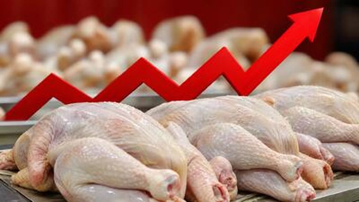مرغداران زیر فشار زیان؛ هر کیلو مرغ تا ۶۰ هزار تومان پایین‌تر از قیمت تمام‌شده فروخته می‌شود