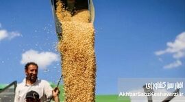 طلبکار از دولت، بدهکار به بانک؛ تاوان تلخ تاخیر پول گندم

