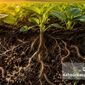 قهرمانان گمنام زیر پای ما؛ روایتی تکان‌دهنده از حیات خاک+ویدئو