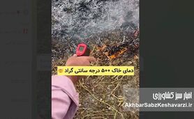 سوزاندن بقایای کشاورزی؛ فاجعه‌ای خاموش برای سلامت و حاصلخیزی خاک+ ویدئو