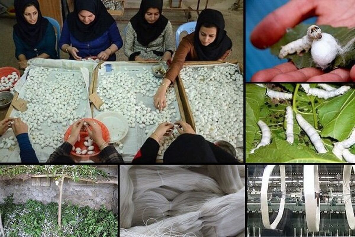برنامه ایران برای احیای صنعت ابریشم؛ از خودکفایی در تخم نوغان تا افزایش تولید