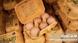 معمای «دو سر سوخت» در بازار قیمت تخم مرغ؛ چرا هم تولیدکننده می‌سوزد، هم مصرف‌کننده؟