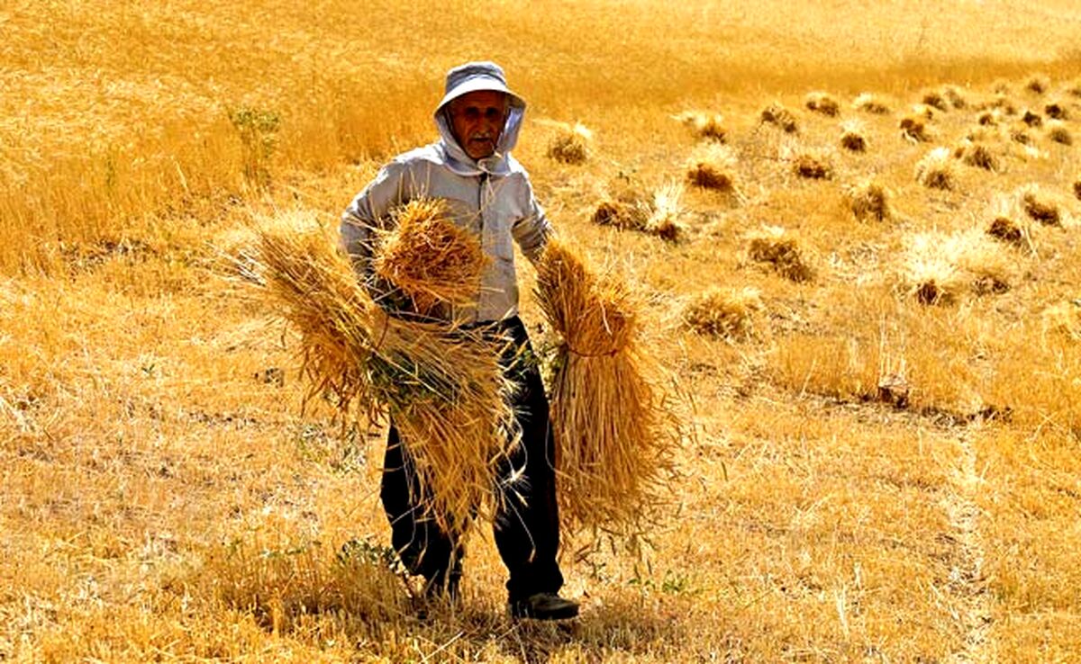 افزایش 12 درصدی خرید تضمینی گندم

