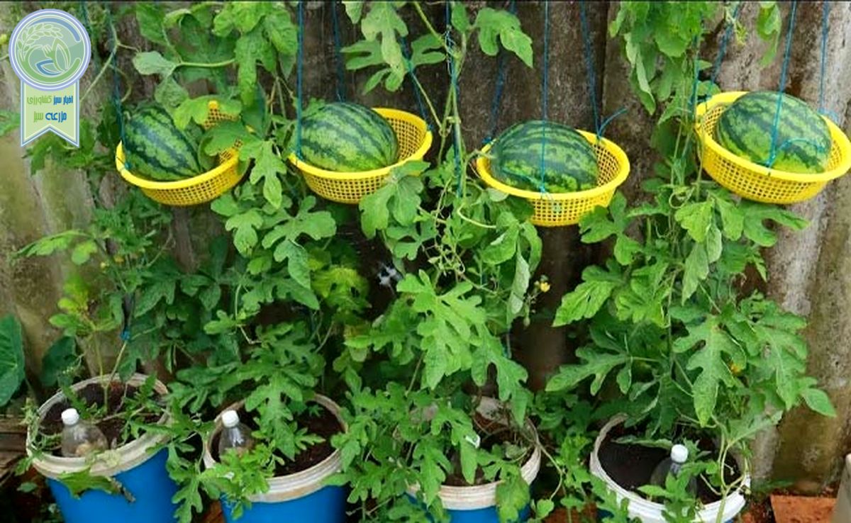 پرورش هندوانه در گلدان

