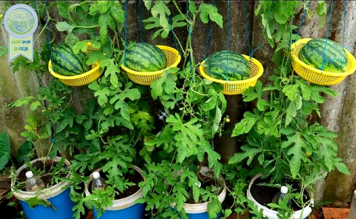 پرورش هندوانه در گلدان

