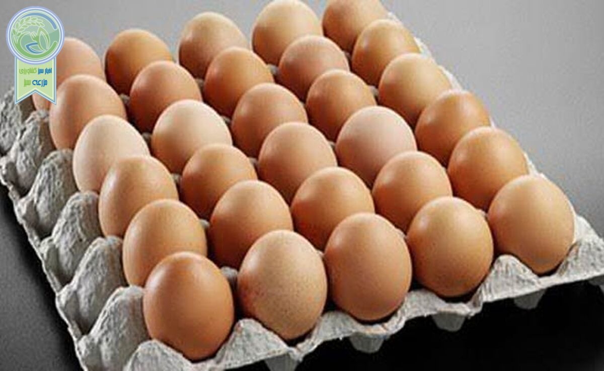 قیمت هر شانه تخم مرغ ۳۰ هزار تومان افزایش یافت

