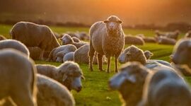 کاهش طول روز چگونه تولیدمثل دام را تغییر می‌دهد؟