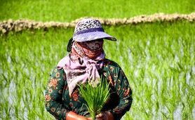 ناترازی به بازار «برنج» رسید

