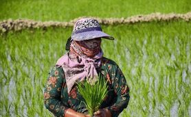 ناترازی به بازار «برنج» رسید

