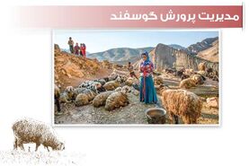 مدیریت پرورش گوسفند

