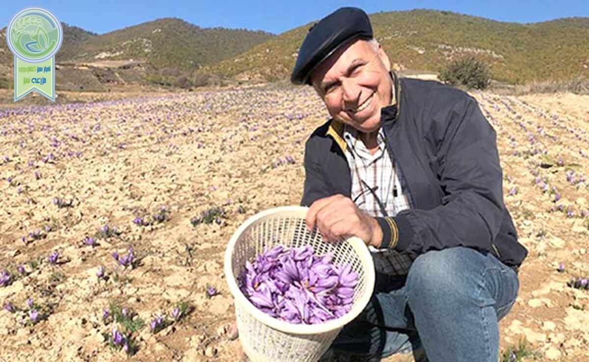 زعفران روستای وامنان، سالم‌ترین زعفران کشور+ ویدئو

