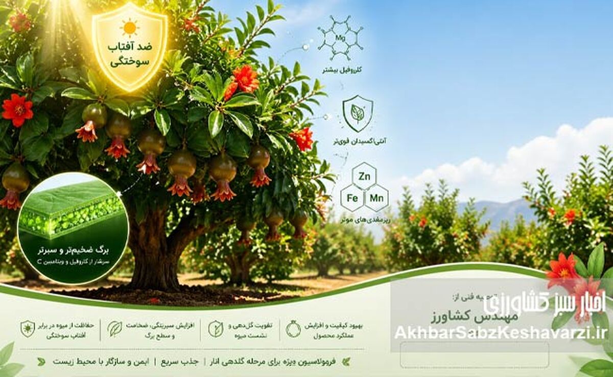 تقویت‌کننده (بوستر) باغات انار در مرحله گلدهی