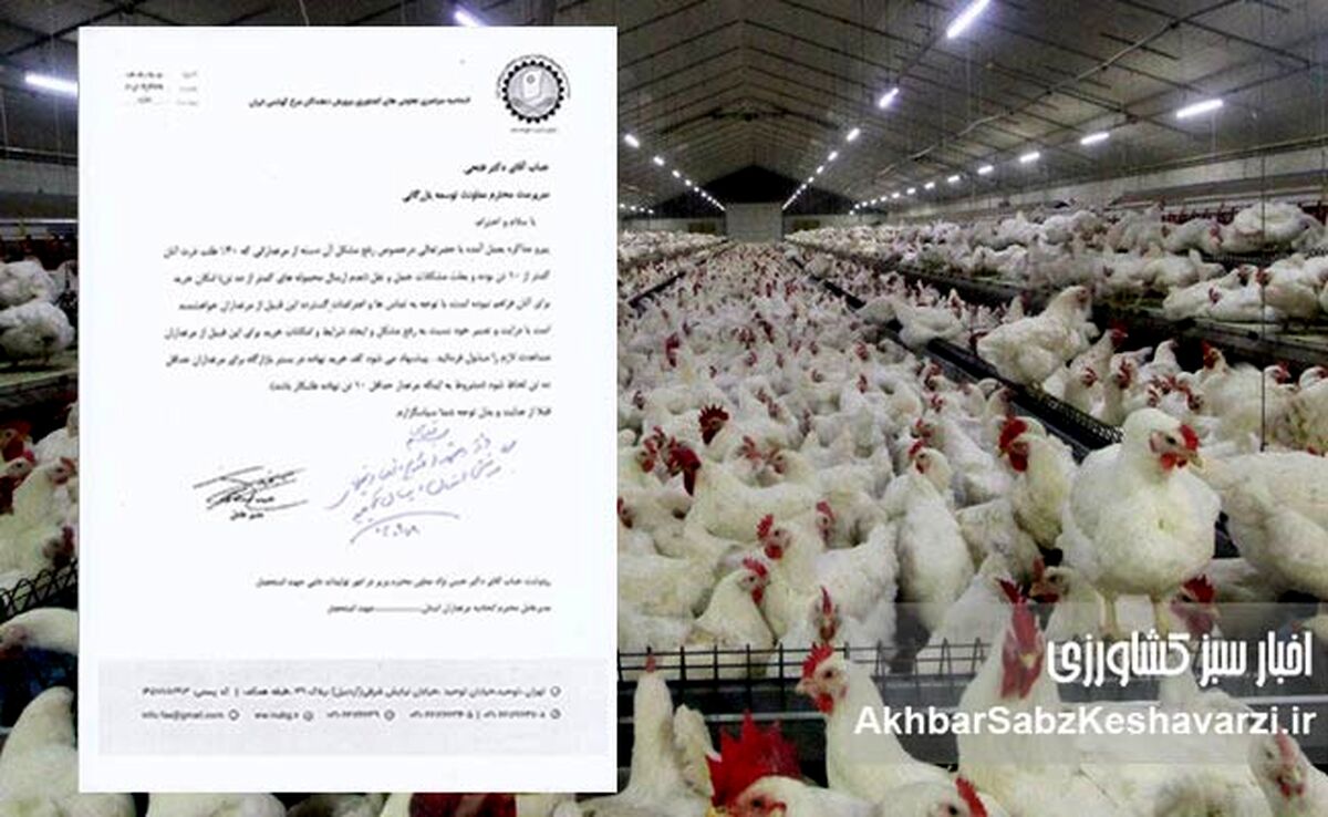 اتحادیه سراسری مرغداران گوشتی: بازارگاه قفل شده، تولید مرغ در آستانه سقوط+نامه