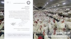 اتحادیه سراسری مرغداران گوشتی: بازارگاه قفل شده، تولید مرغ در آستانه سقوط+نامه