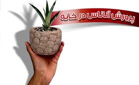 پرورش آناناس در خانه